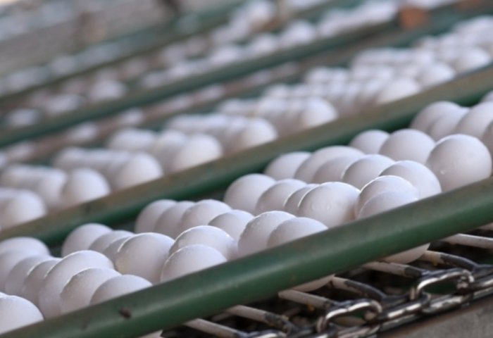 Arassa Başlangyç to Annually Supply 10 million Eggs to Consumers