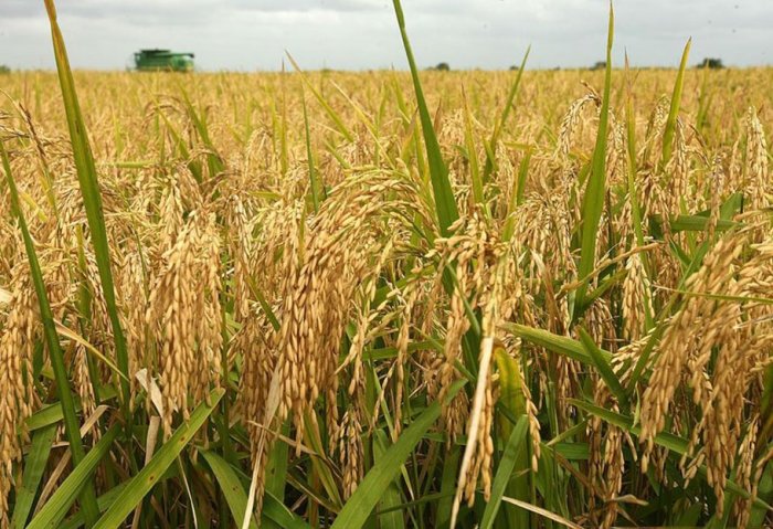 Dashoguz Farmers Plan to Harvest 35 Thousand Tons of Rice