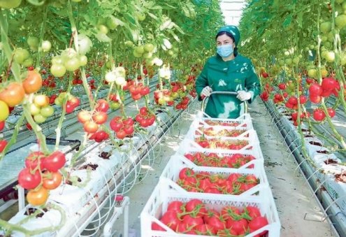 Türkmenistan Täjigistana esasy pomidor eksport ediji boldy