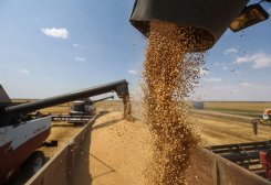 Global Food Prices Ease Further in November: FAO