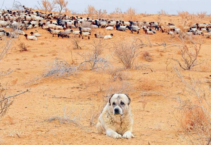 Over 5.3 Million Sheep and Goats Graze in Murgab Valley