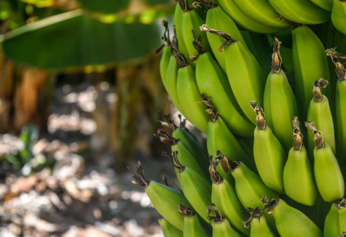 “Ferhar” banan hasylyny ýygnamaga taýýarlanýar