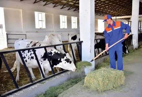 Lebap vilayetinin girişimcileri, 323 tonun üzerinde et ürettiler