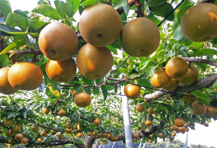 Туркменский предприниматель планирует экспортировать японскую грушу