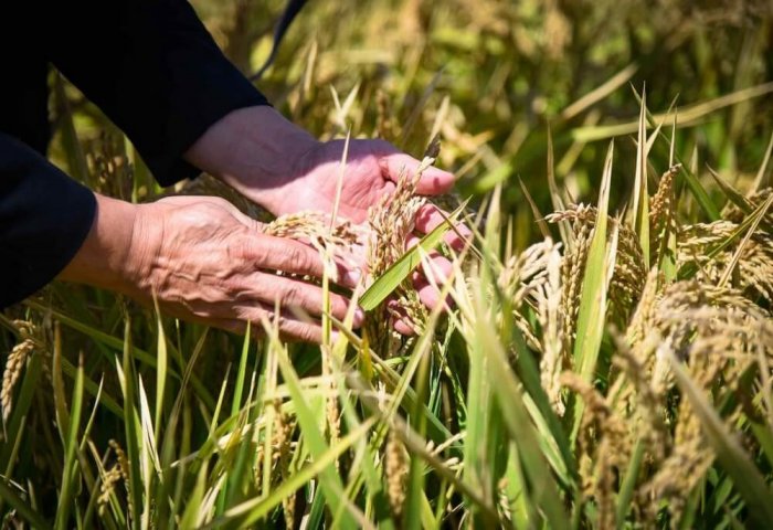 Bu yıl Türkmenistan'da 82 bin tonun üzerinde pirinç hasadı öngörülüyor