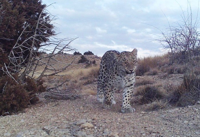 Camera Traps Reveal Endangered Persian Leopards in Turkmenistan and Kazakhstan