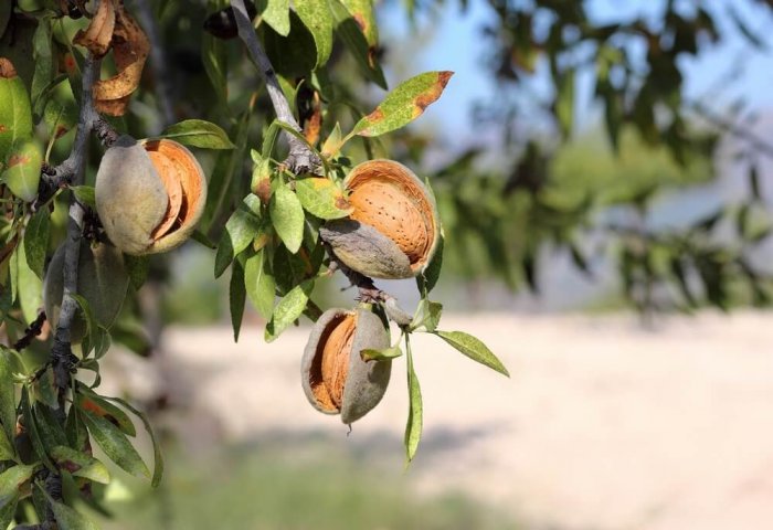 «Lezzetli miwe» обеспечивает туркменский рынок фруктовой продукцией