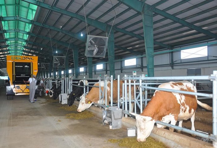 «Ýüpek ýoly gurluşyk» возводит крупную животноводческую ферму в Дашогузе