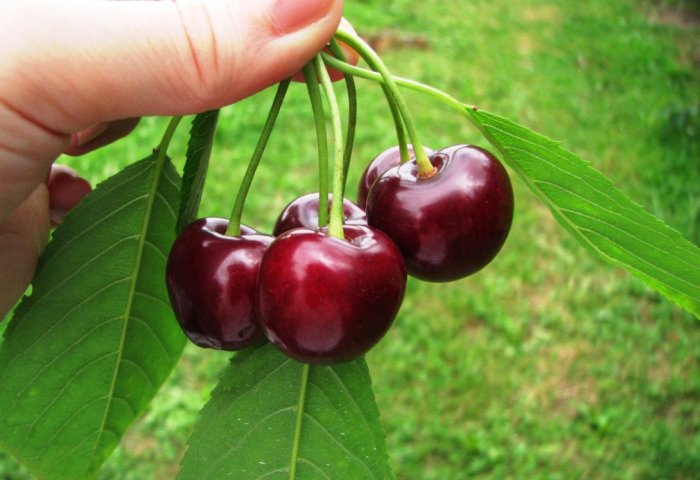 Agricultural Producer in Turkmenistan to Grow Cherries on 100-Hectare Land
