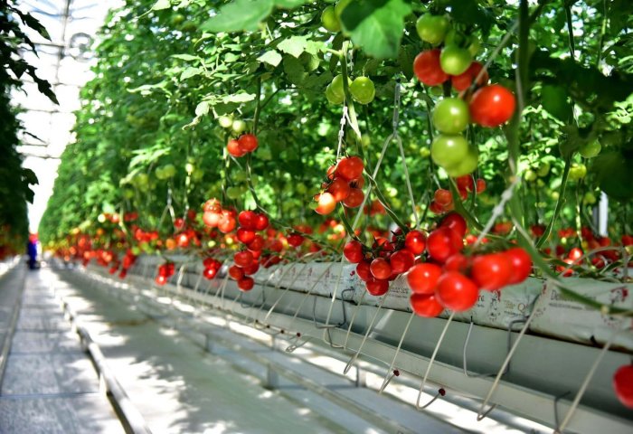 Altyn Gül, Rusya ve Kazakistan'a domates ihraç etti