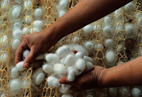 Lebap Silkworm Farmers To Produce 1,010 Tons of Silk Cocoons