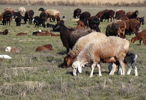 “Garagum” maldarçylyk hojalygynda 22 müňe golaý owlak-guzy alyndy