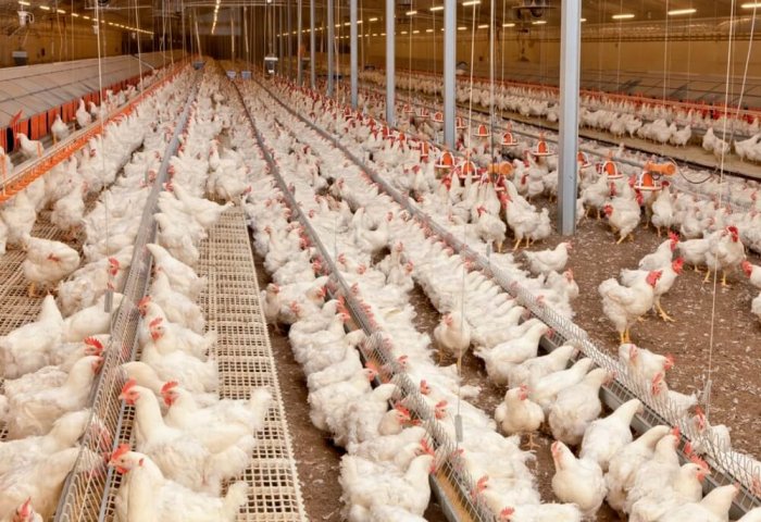 Turkmen Entrepreneur Raises Over 30 Thousand Chickens in Two Months