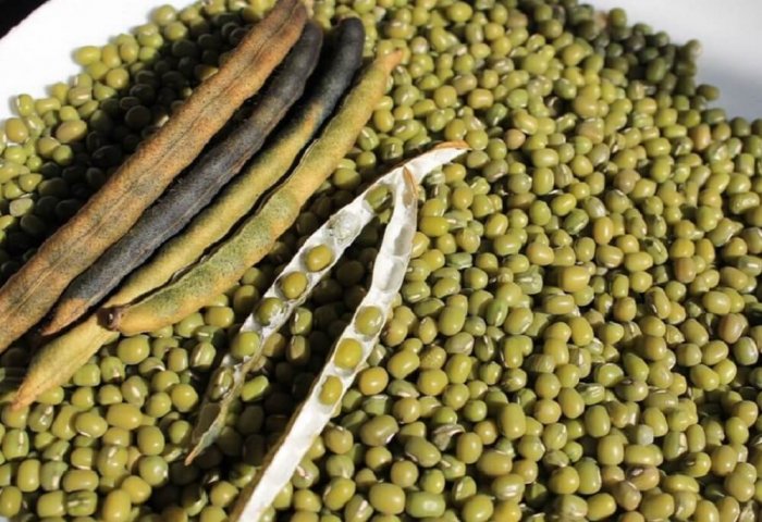 S.Turkmenbashi Etrap’s Farmers to Grow 700 Hectares of Mung Beans