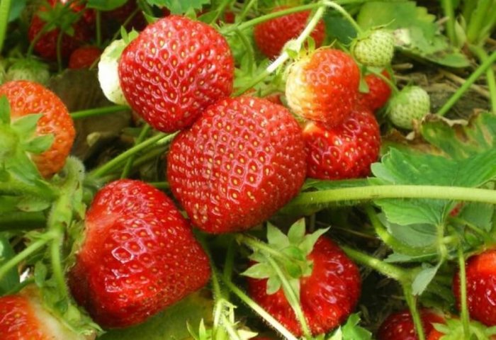 Turkmen Entrepreneur Aims to Harvest 15 Tons of Strawberries
