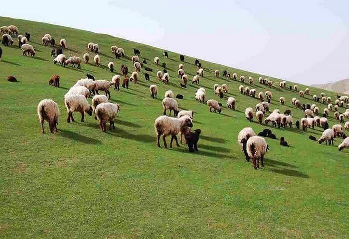 Murgab Valley Sees Nearly 5.5 Million Small Ruminants Grazing