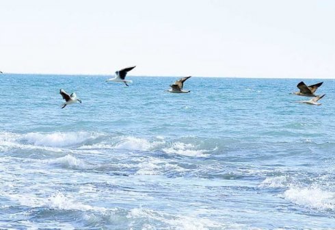 World Bank Approves Funding for Caspian Ecosystem Restoration Project