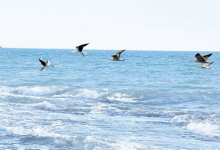 Всемирный банк утвердил финансирование проекта по восстановлению экосистемы Каспия Всемирный банк утвердил финансирование проекта по восстановлению экосистемы Каспия