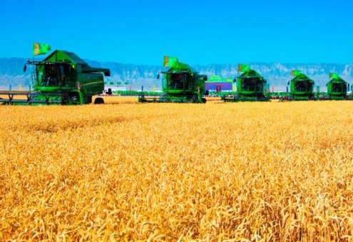 Turkmen Farmers Deliver Over 1.2 Million Tons of Grain