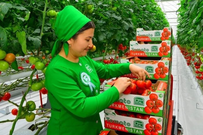 Türkmenistan, Kırgızistan'a $6,6 milyonluk domates ihraç etti
