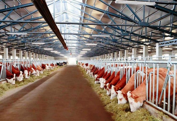 В Лебабе растет число предпринимателей занимающихся животноводством