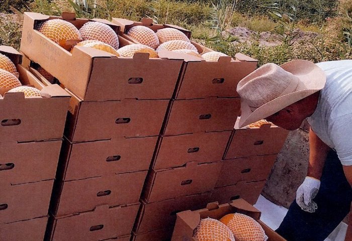 Miweli Ülke Ships Turkmen Gulabi Melons to Dubai