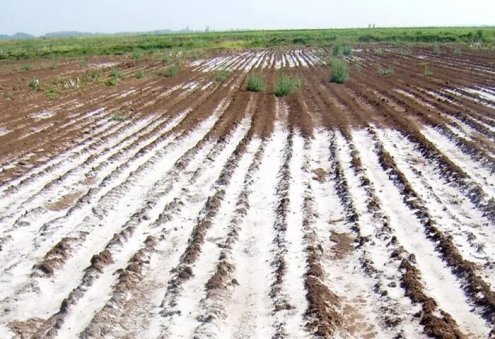 FAO Holds Training on Mapping of Saline Lands in Turkmenistan