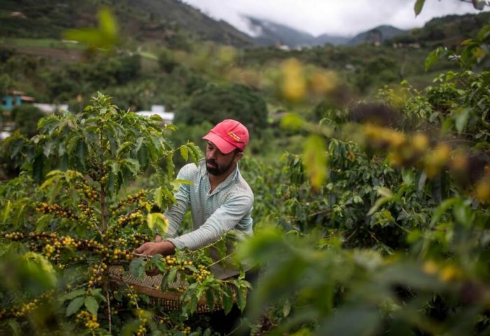 Мировые цены на кофе растут на фоне холодов в Бразилии