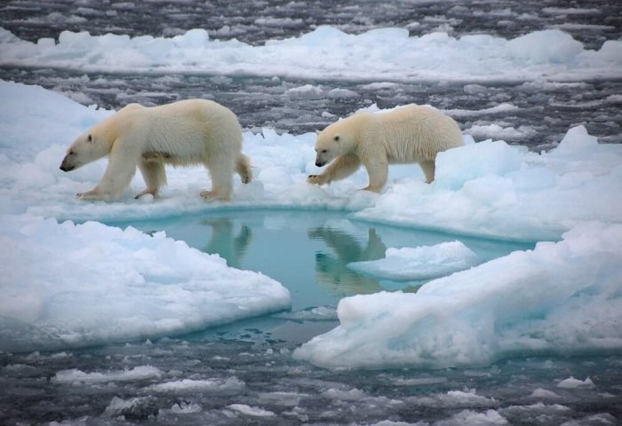 North Pole to Be Ice-Free by 2050, Scientists Warn