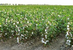 New Cotton Varieties Developed in Dashoguz Velayat