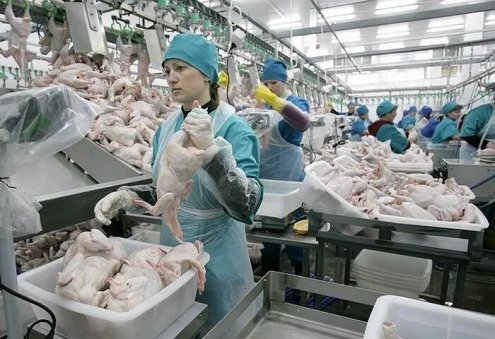 Russian Agriculture Ministry Proposes Banning Poultry Meat and Egg Exports