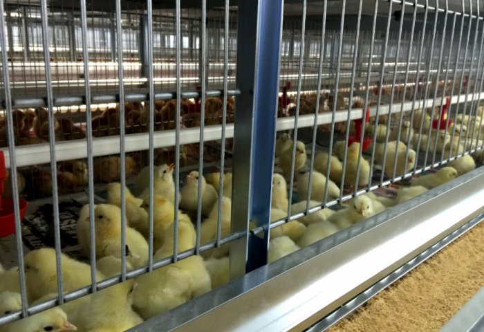 Первый миллион цыплят выведен на птицеводческом комплексе «Hoşzaman»
