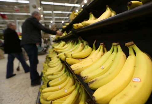 Turkmen Company Starts Growing Bananas in Kaka District