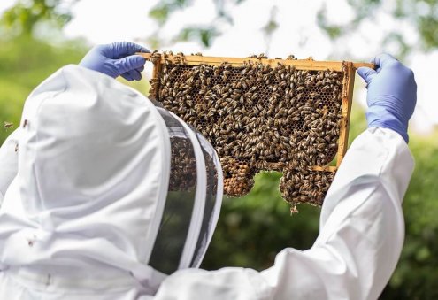 Contribution of Beekeeping to Sustainable Development of Humanity