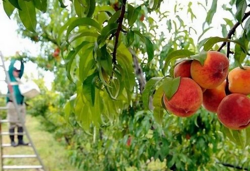 Предприятие «Lezzetli miwe» экспортировало в Россию более 30 тонн персиков