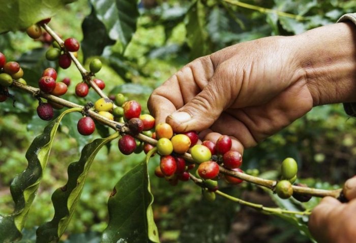Turkmenistan Plans to Grow Coffee Trees