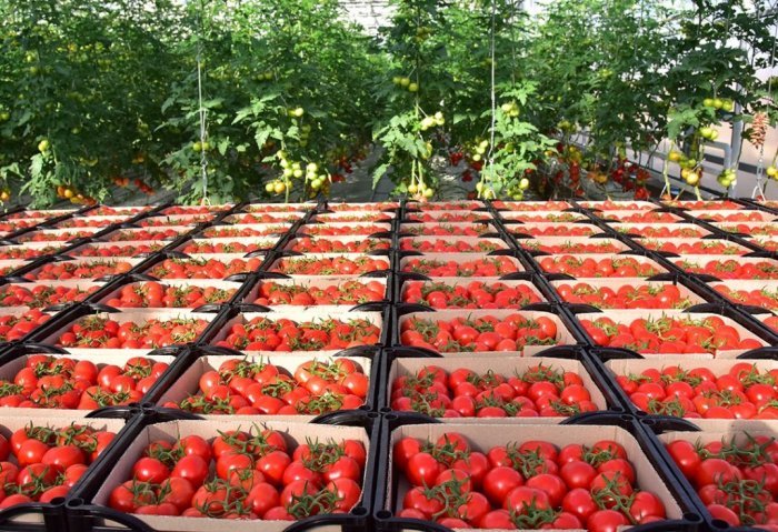В Чеченскую Республику впервые поступила партия туркменских томатов