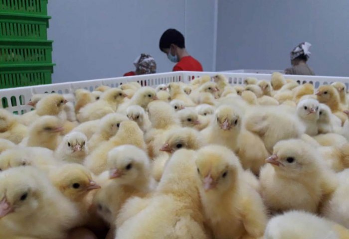Туркменская компания начала обеспечивать местный рынок бройлерными цыплятами