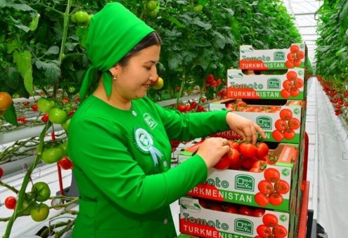 2024: Astrakhan Region Imported Over 835 Tons of Turkmen Tomatoes