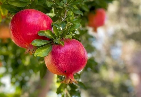 Balkan Farmers Increase Pomegranate Production in the Sumbar Valley
