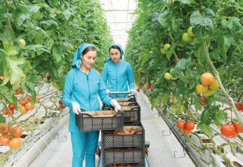 Türkmenistanlı kadın girişimci, yurt dışına domates ihraç etmeye başladı