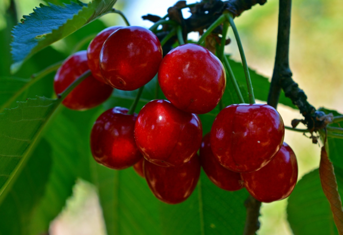 Miwe OJSC to Export Cherries to CIS Countries Miwe OJSC to Export Cherries to CIS Countries