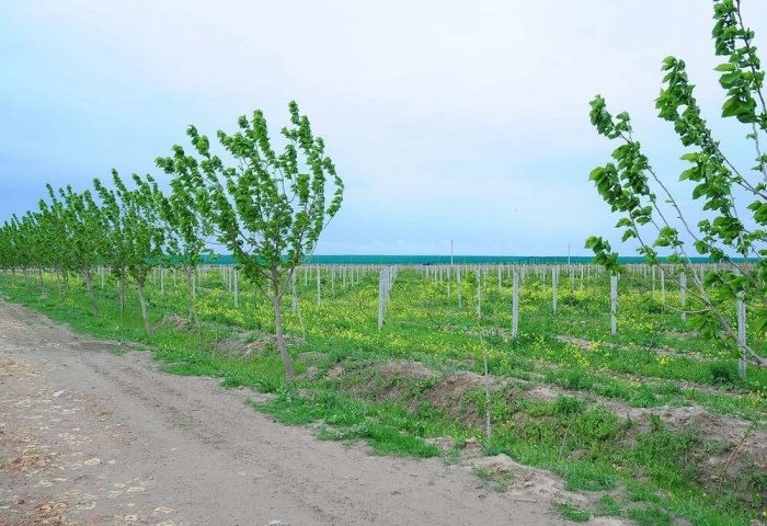 Erkin Gurluşyk, bu sene 95 bin meyve ağacı fidanı dikti