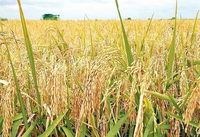 Lebap Farmers Achieve Near 50,000-Tonne Rice Harvest in 2023