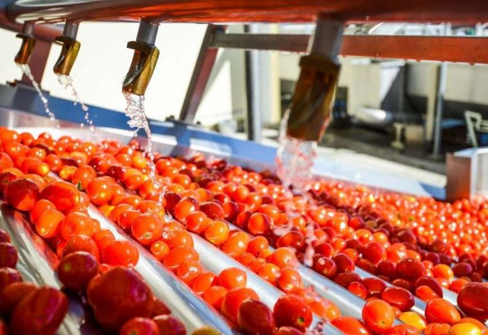 В Дашогузе будет введено в строй предприятие по производству томата