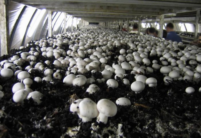 New Turkmen Enterprise to Produce 1,200 Tons of Mushrooms Annually