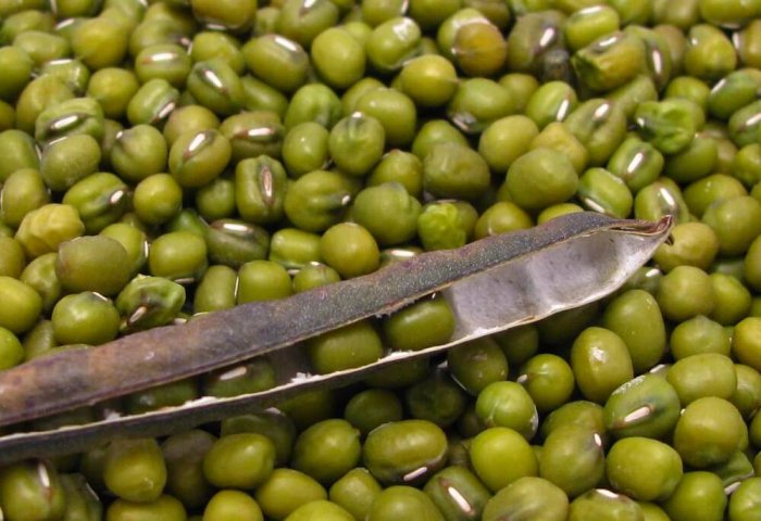Turkmen Agricultural Producer Exports 140 Tons of Mung Bean