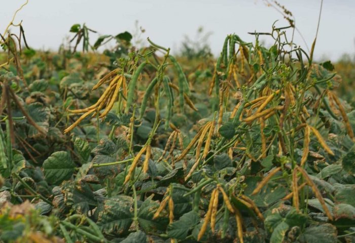 Turkmen Agricultural Producers Intend to Start Export of Mung Beans