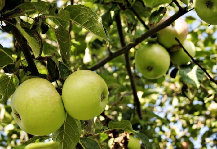 Turkmen Enterprise Harvests Around 500 Tons of Apples, Grapes