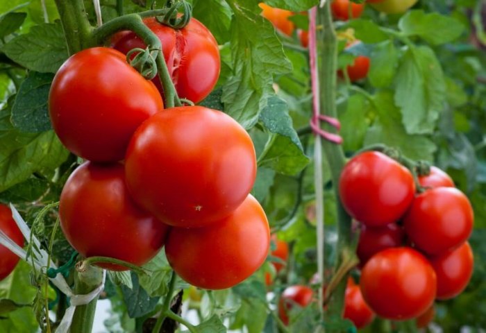 Lebaplı girişimcilerin domates ihracatı 3,4 milyon ABD dolarını aştı